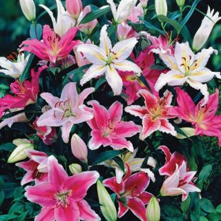 Fragrant Oriental Lily Mix Thumbnail